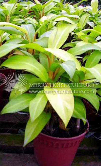 Philodendron erubescens 'Gold'